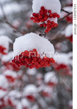 初雪のナナカマド 初雪のナナカマド 138097835