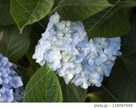 公園に咲いた水色の紫陽花 138097889
