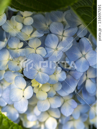 公園に咲いた水色の紫陽花 公園に咲いた水色の紫陽花 138097891