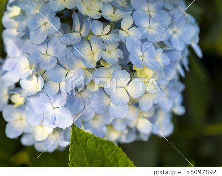 公園に咲いた水色の紫陽花 138097892