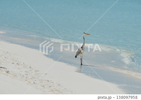 A lone stork stands and hunts on the white sand of the Maldives coast on a sunny day, blue water all around, small waves 138097958