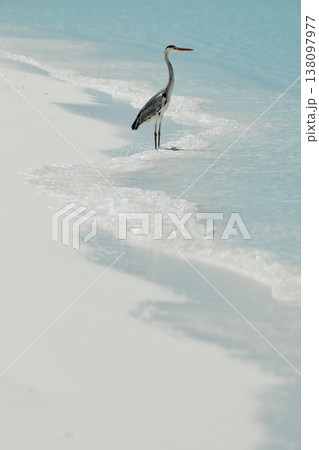 A lone stork stands and hunts on the white sand of the Maldives coast on a sunny day, blue water all around, small waves A lone stork stands and hunts on the white sand of the Maldives coast on a sunny day, blue water all around, small waves 138097977