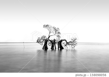Mangrove,walakiri beach, sumba island,indonesia, 138098056