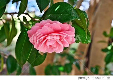 ピンク色のオトメツバキの花（春、三月） 138098076