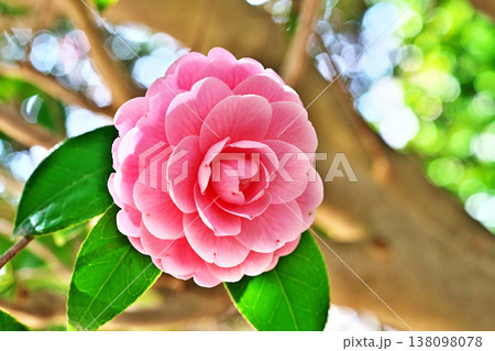 ピンク色のオトメツバキの花（春、三月） 138098078