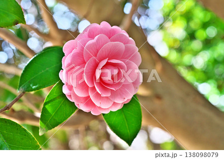 ピンク色のオトメツバキの花(春、三月) ピンク色のオトメツバキの花(春、三月) 138098079