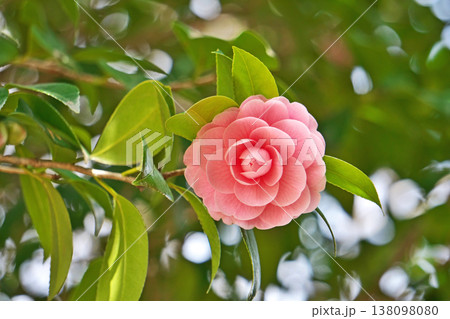 ピンク色のオトメツバキの花(春、三月) ピンク色のオトメツバキの花(春、三月) 138098080