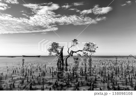 Mangrove,walakiri beach, sumba island,indonesia, 138098108
