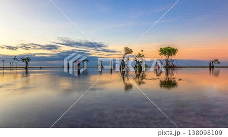 Mangrove,walakiri beach, sumba island,indonesia, 138098109