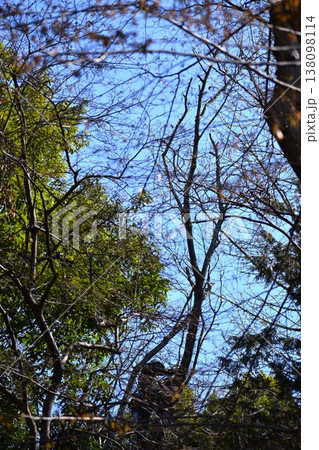 古木の枯れ枝を切り落とすのは大掛かりな作業である 138098114