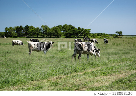 北海道の牧場 138098126