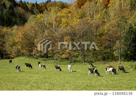 北海道の牧場 北海道の牧場 138098136