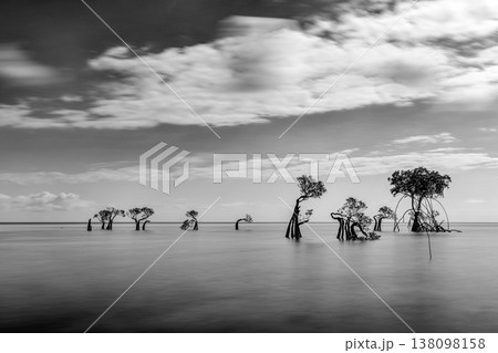 Mangrove Tree 138098158