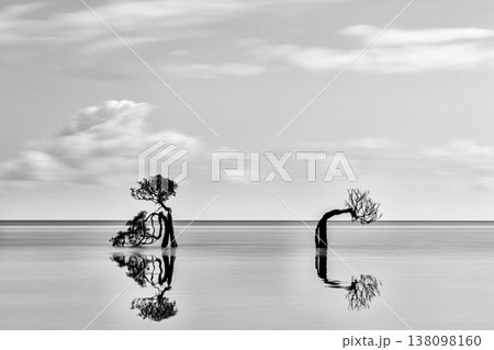 Mangrove Tree 138098160