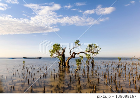 Mangrove Tree 138098167