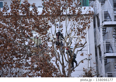 古木の枯れ枝を切り落とすのは大掛かりな作業であ 138098177