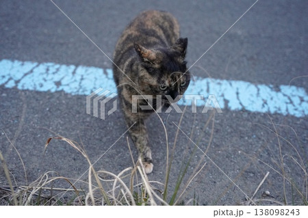道端で遊ぶさび猫 138098243