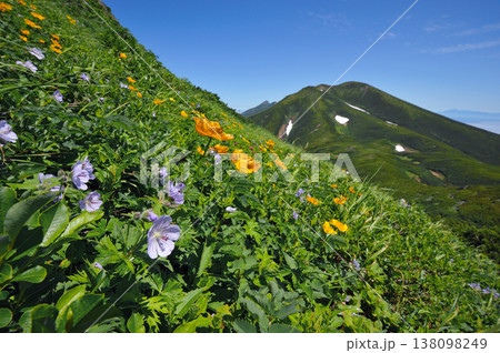 チシマフウロと知床連山(北海道・知床) チシマフウロと知床連山(北海道・知床) 138098249