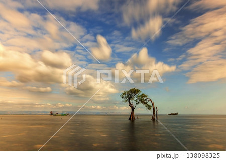Mangrove tree 138098325