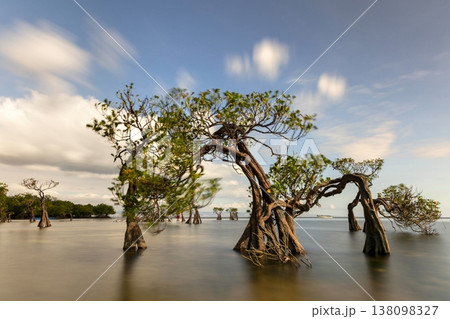 Mangrove tree Mangrove tree 138098327