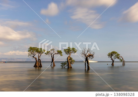 Mangrove tree Mangrove tree 138098328