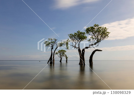 Mangrove tree 138098329