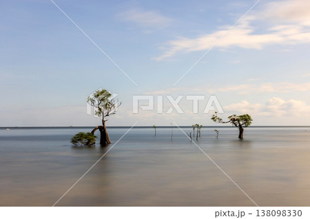 Mangrove tree 138098330