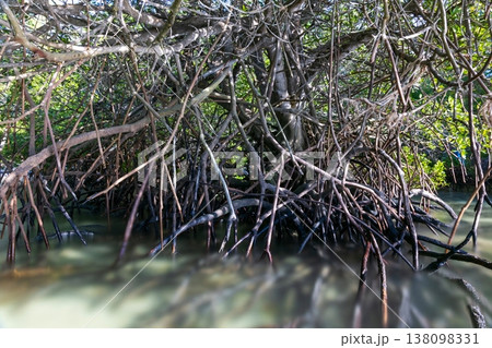 Mangrove tree 138098331