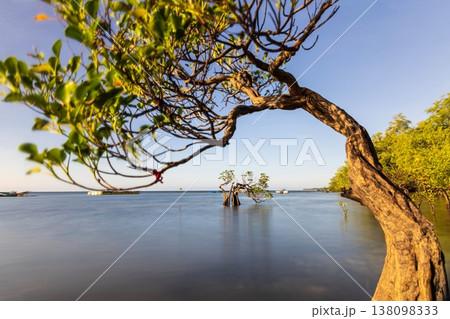 Mangrove tree 138098333