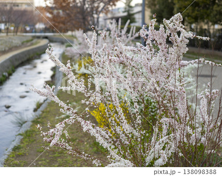 ピンク色のユキヤナギが咲く公園の風景 138098388