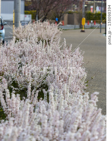 ピンク色のユキヤナギが咲く公園の風景 138098394
