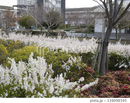 ピンク色のユキヤナギが咲く公園の風景 ピンク色のユキヤナギが咲く公園の風景 138098395