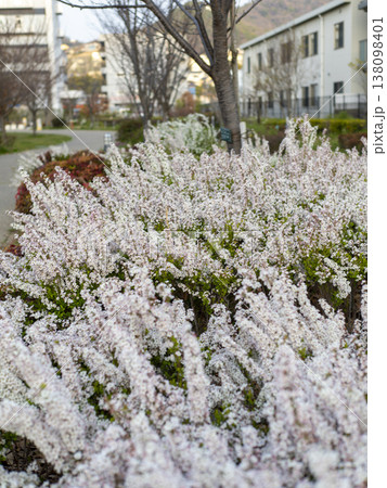 ピンク色のユキヤナギが咲く公園の風景 138098401