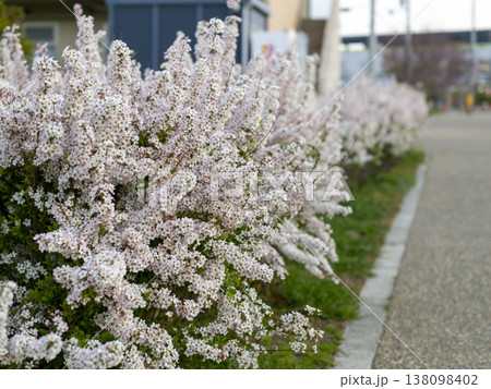 ピンク色のユキヤナギが咲く公園の風景 138098402
