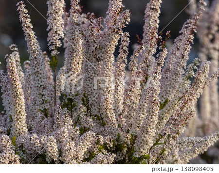 公園に咲いたピンク色のユキヤナギ 138098405