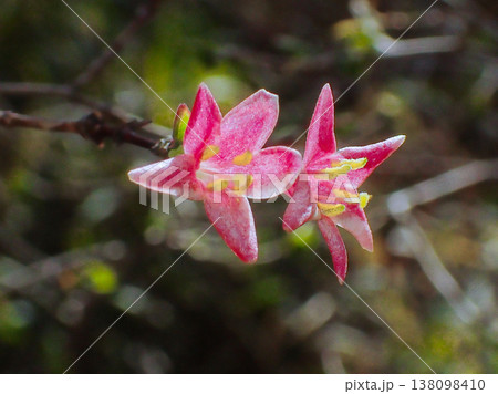 早春に花を咲かせる山野草 スイカズラ科ウグイスカグラの淡紅色の花 早春に花を咲かせる山野草 スイカズラ科ウグイスカグラの淡紅色の花 138098410