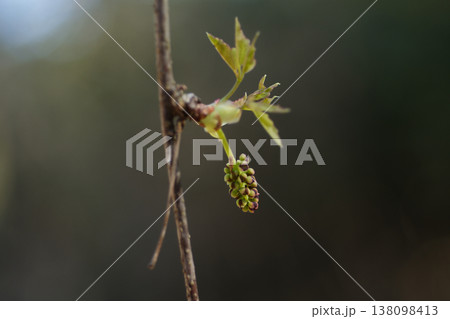 アケビ科の落葉性つる植物 ミツバアケビの雄花と雌花 138098413