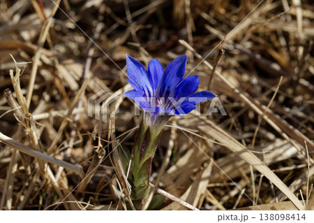 リンドウ科の小柄な冬型一年草 ハルリンドウの開花 リンドウ科の小柄な冬型一年草 ハルリンドウの開花 138098414