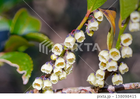 ヒサカキの開花 ヒサカキの開花 138098415