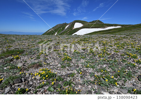 タカネスミレの群落と白雲岳(北海道・大雪山) タカネスミレの群落と白雲岳(北海道・大雪山) 138098423