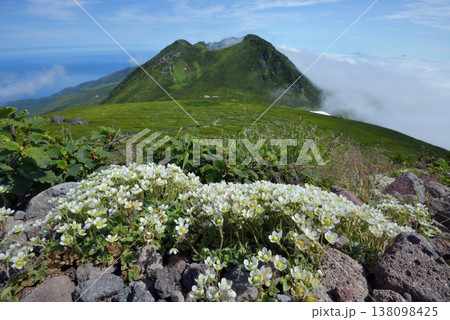 チシマクモマグサと知床連山(北海道・知床) チシマクモマグサと知床連山(北海道・知床) 138098425