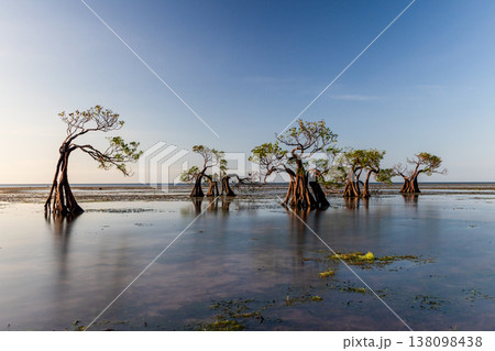 Mangrove Tree 138098438