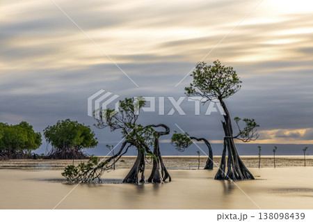 Mangrove Tree 138098439
