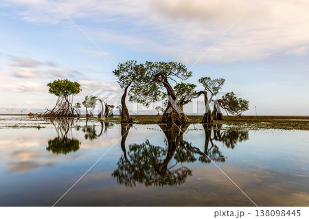 Mangrove Tree 138098445