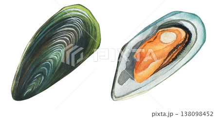 Mussels are bivalve mollusks (Mytilus edulis). Watercolor illustration. Suitable for seafood restaurant menus. Hand-drawn on a white background. 138098452