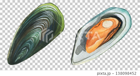 Mussels are bivalve mollusks (Mytilus edulis). Watercolor illustration. Suitable for seafood restaurant menus. Hand-drawn on a white background. 138098452