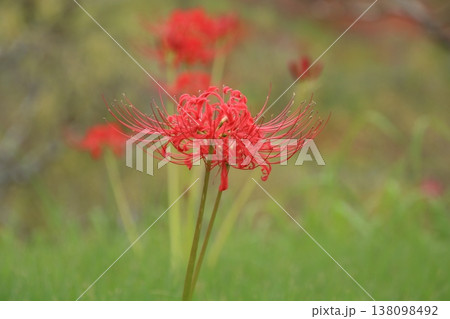 秋の花 彼岸花 4 秋の花 彼岸花 4 138098492