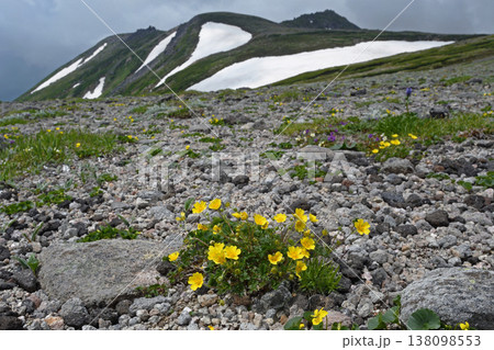 ミヤマキンバイと白雲岳(北海道・大雪山) ミヤマキンバイと白雲岳(北海道・大雪山) 138098553