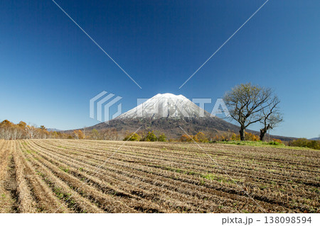 初冠雪の羊蹄山 138098594