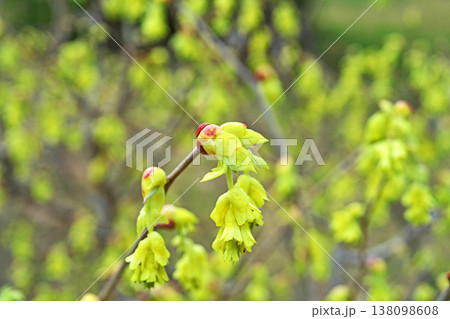 黄色いトサミズキの花(春、三月) 黄色いトサミズキの花(春、三月) 138098608
